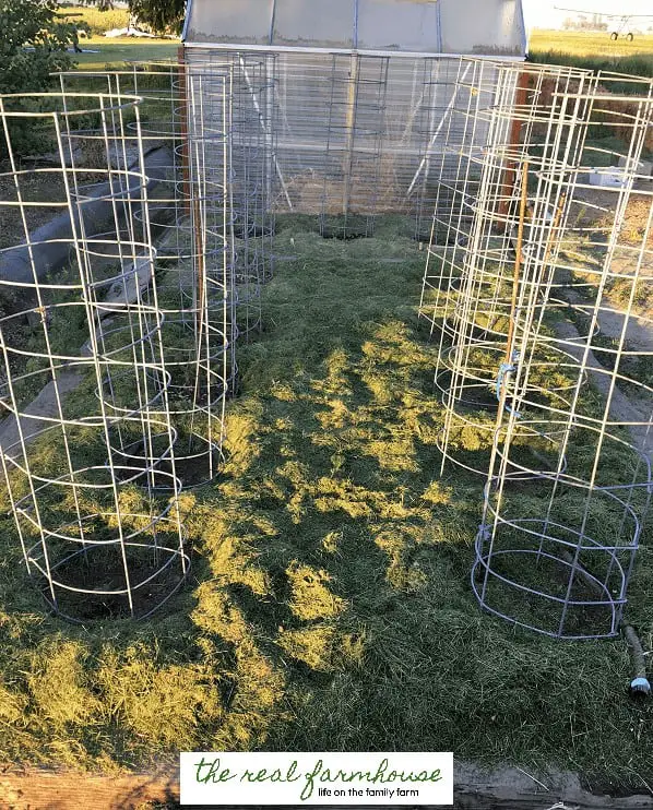 DIY Tomato Tower Cage