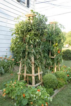 DIY tomato tower trellis instructions