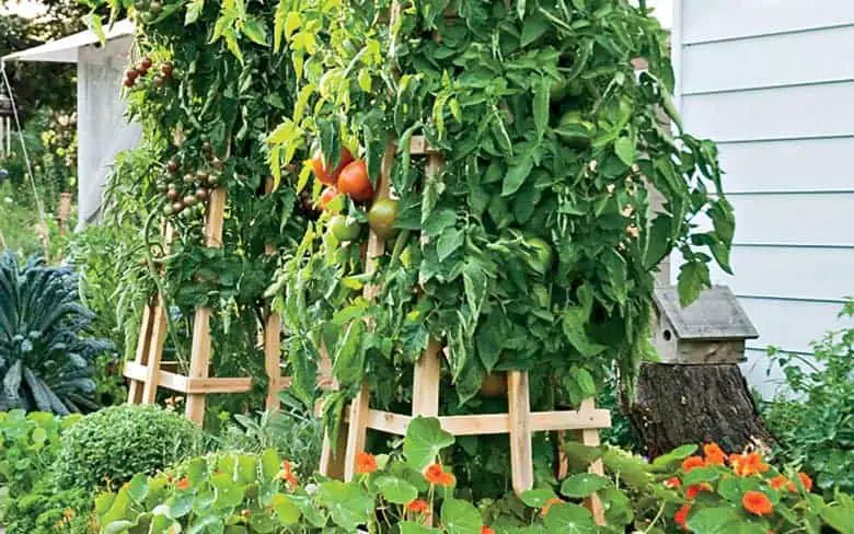 Tomato Trellis & Tomato Cages