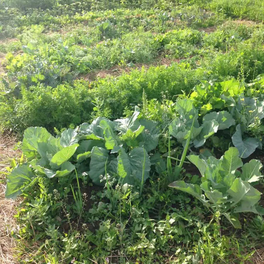 Backyard Permaculture Design & Tips | Family Food Garden on Permaculture Garden Layout
 id=40071