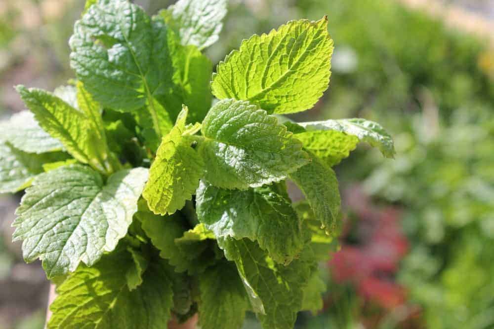 Fresh Lemon Balm Mint