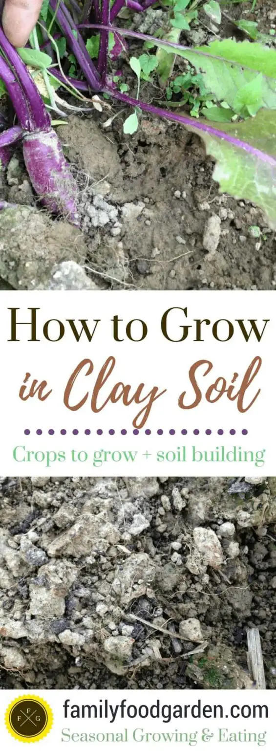 Plants for Clay Soil Family Food Garden