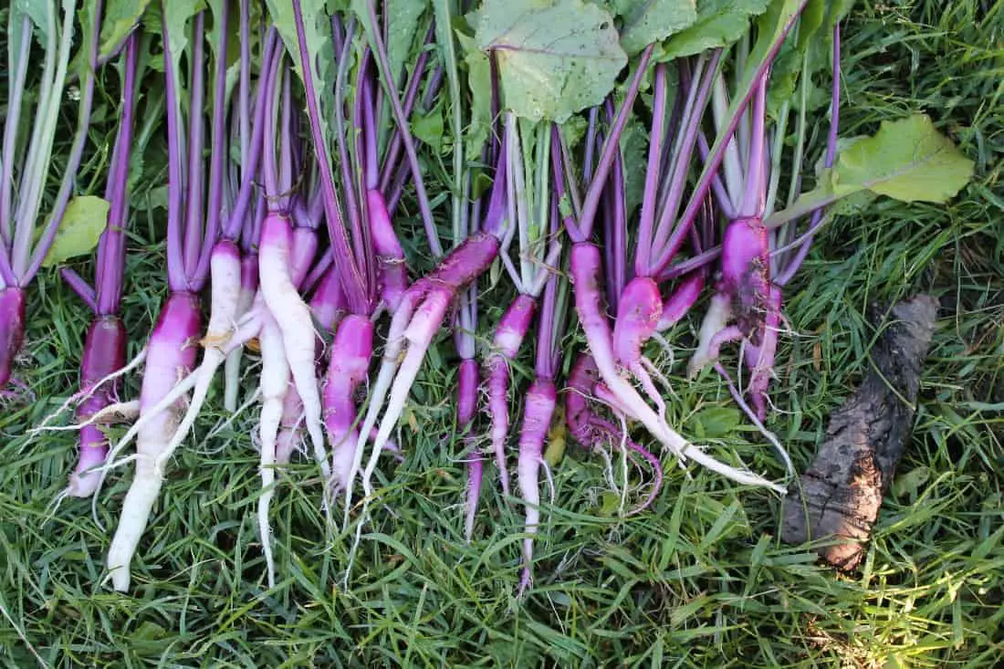 'Hinona Kabu' Heirloom Turnips