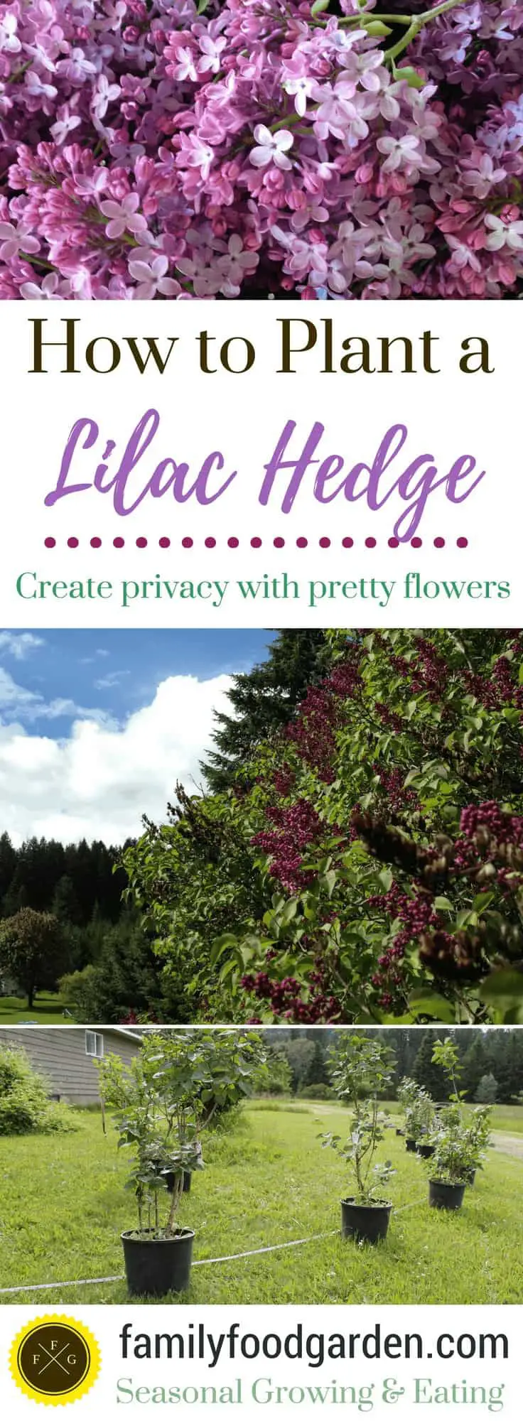 How to Plant a Lilac Hedge