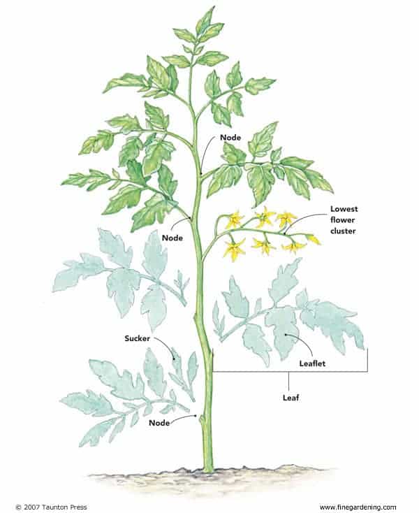 How to prune tomatoes