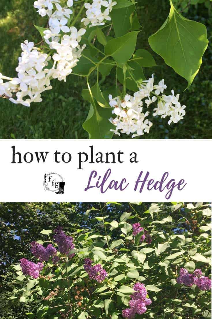 How to plant a lilac hedge