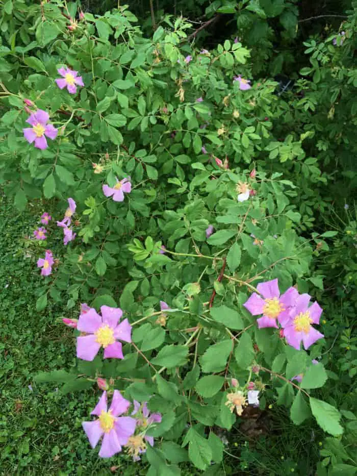 Pretty Pink Wild Roses In The Garden