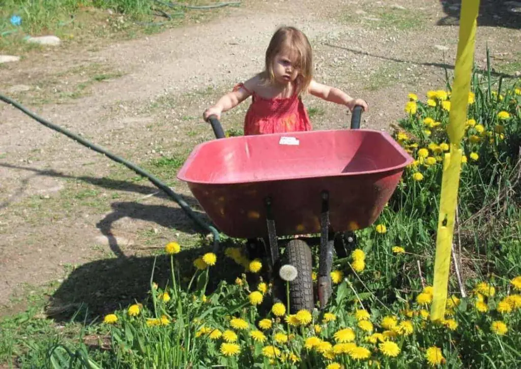 gardening