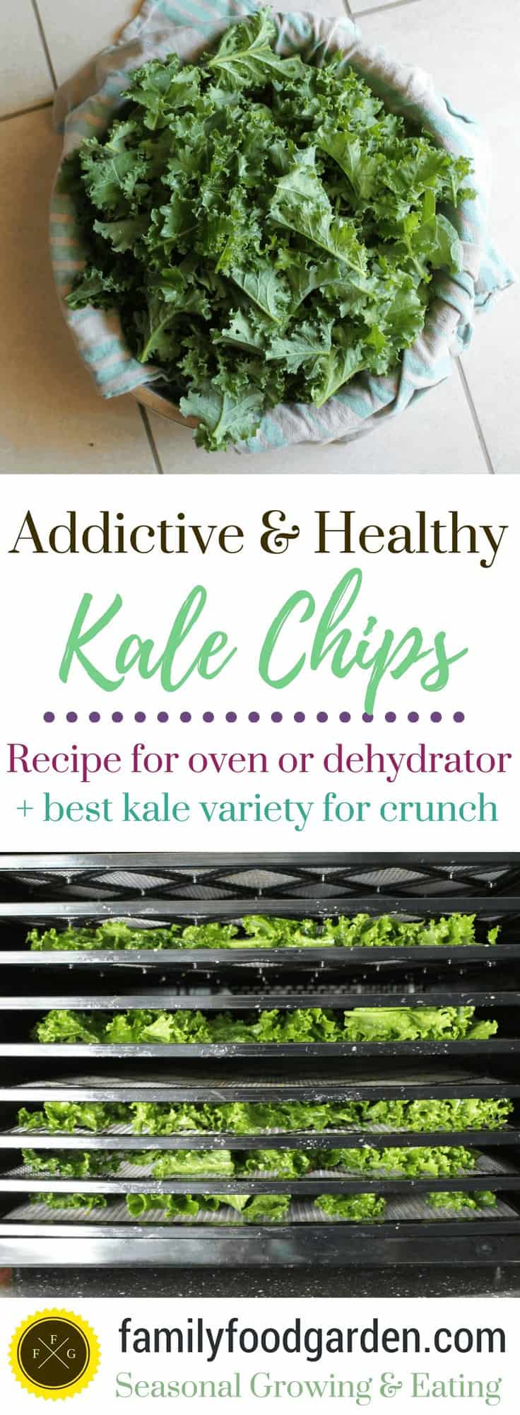 Kale chip recipe for dehydrator or oven