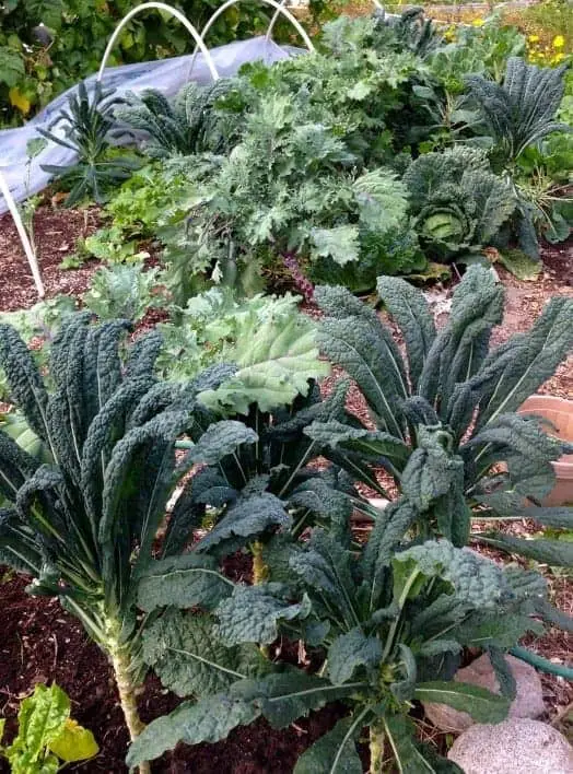 How to grow kale + kale varieties