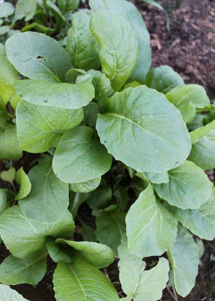 Komatsuna greens grow faster than spinach