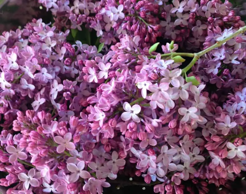 Lilac Flowers: Pruning too much reduces flowering