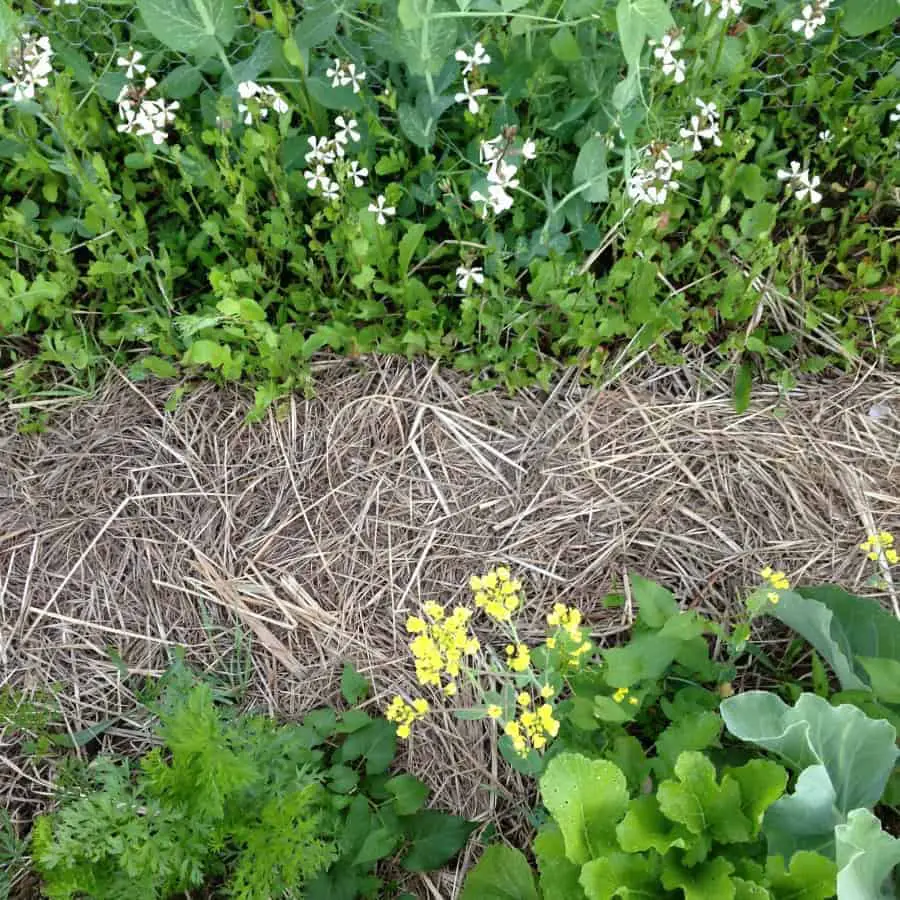 Mulching with clay soil