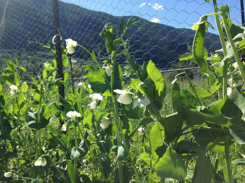 Peas are self-pollinating