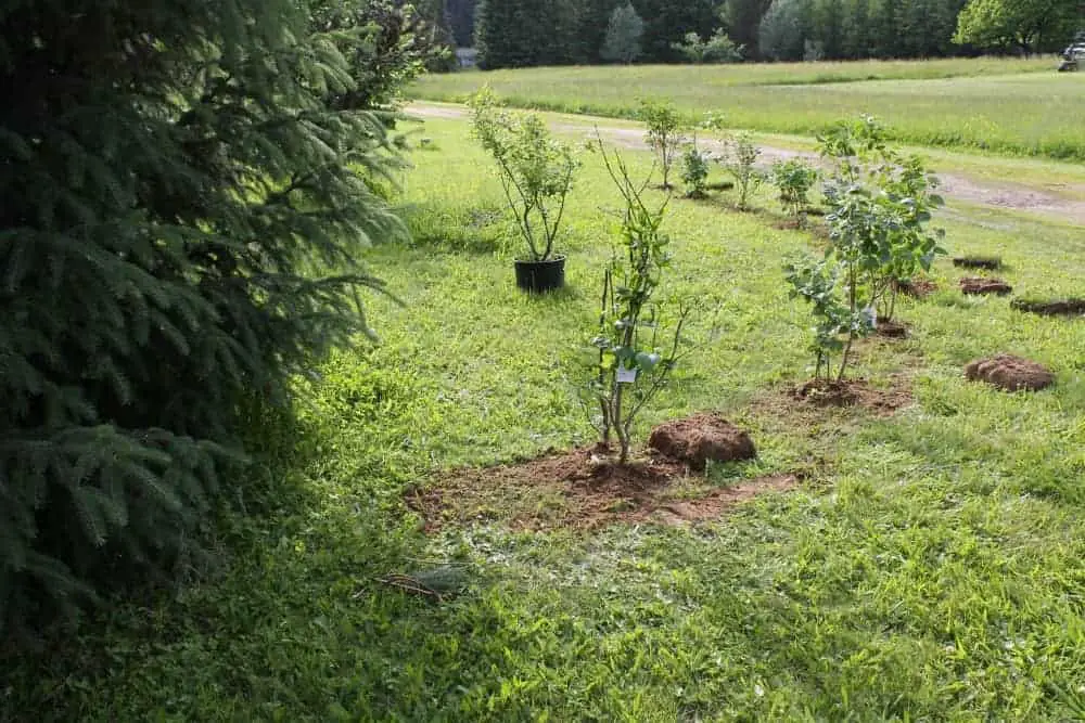 Planting a lilac hedge