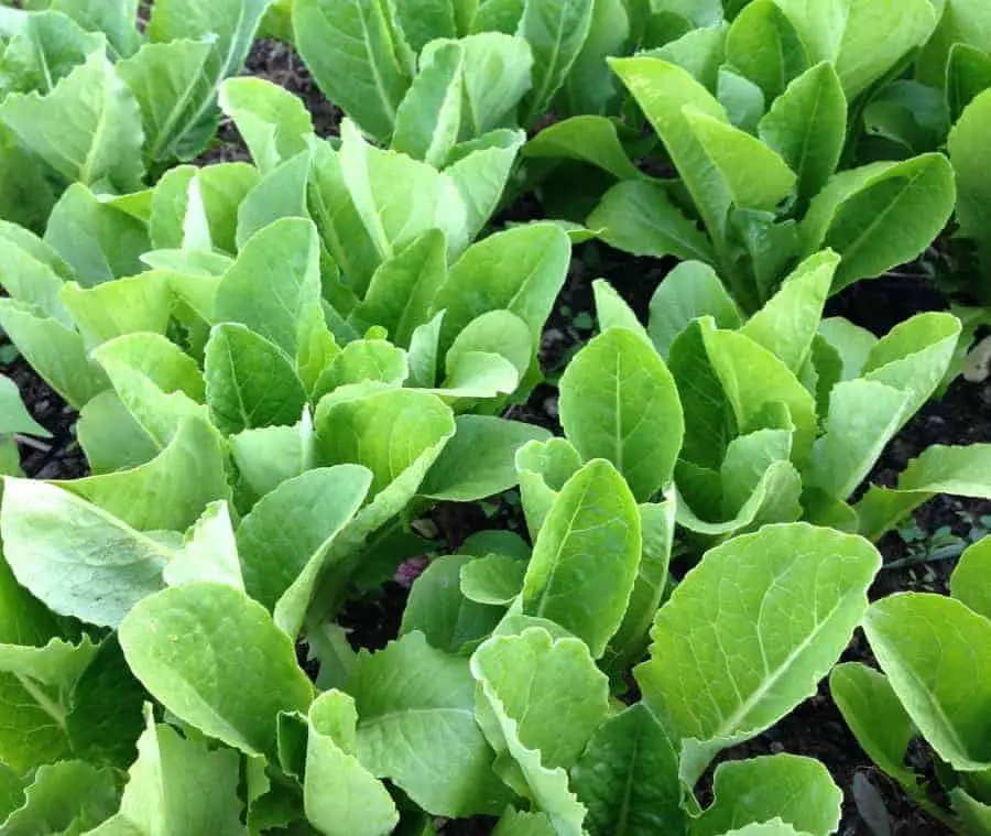 a row of shallow rooted crops