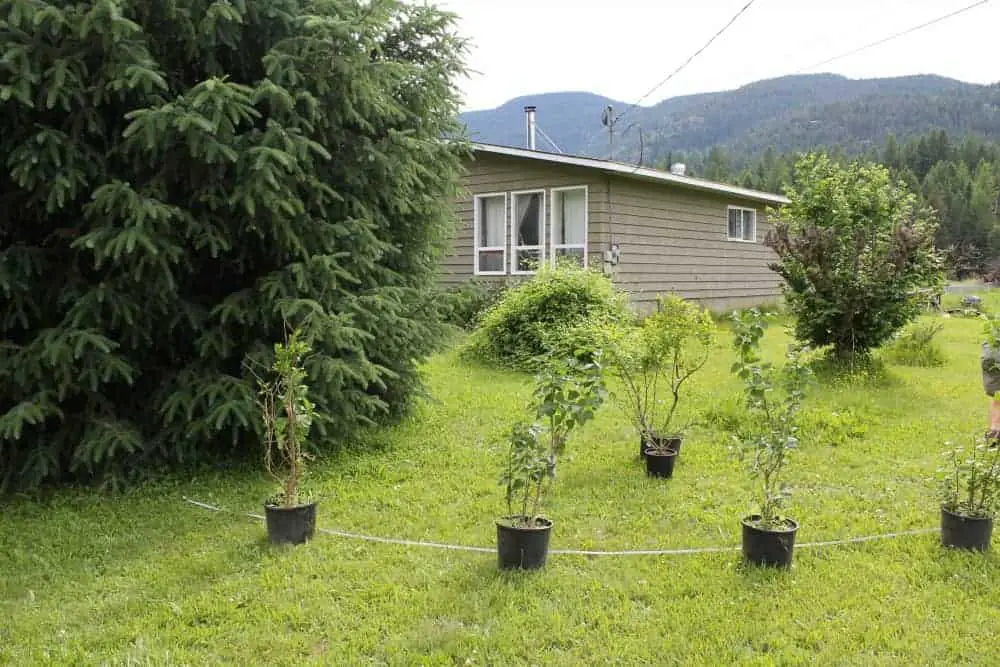 Spacing for lilac hedge