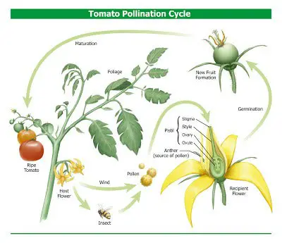Tomato Pollination Cycle