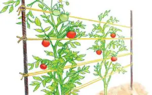 Tomato trellis as a woven row