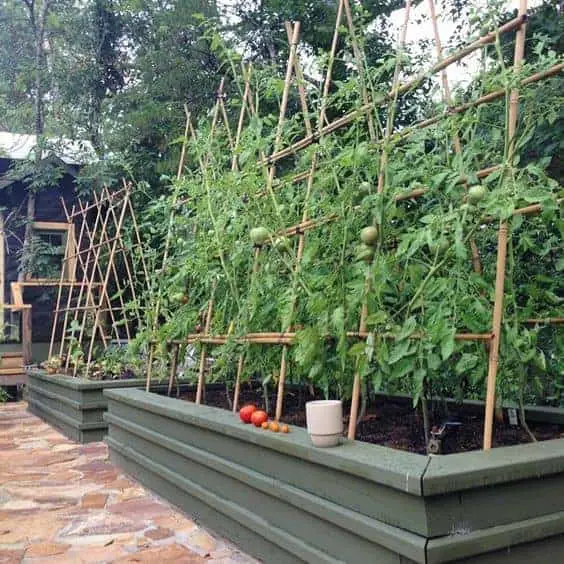 DIY Bamboo Tomato Trellis For Raised Garden Bed