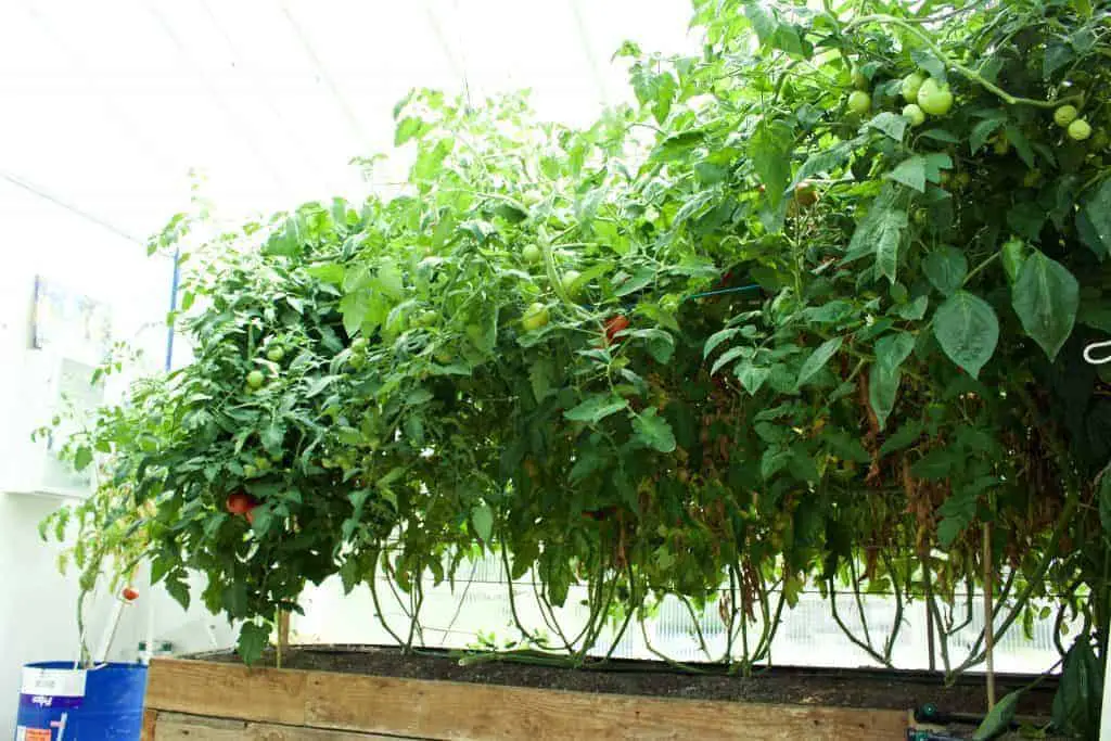 Tomato trellis