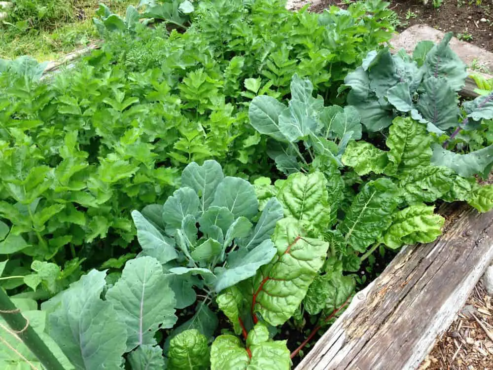 Vegetable Gardening made Simple