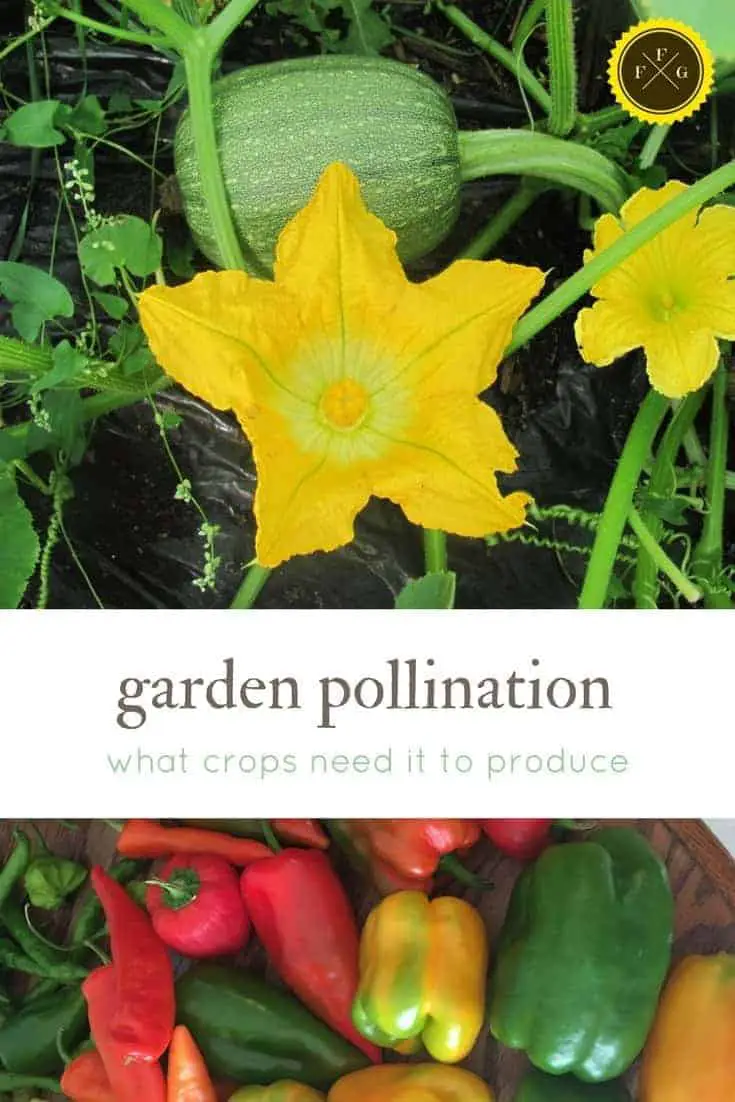 garden pollination- learn what crops needs pollinators to produce yields