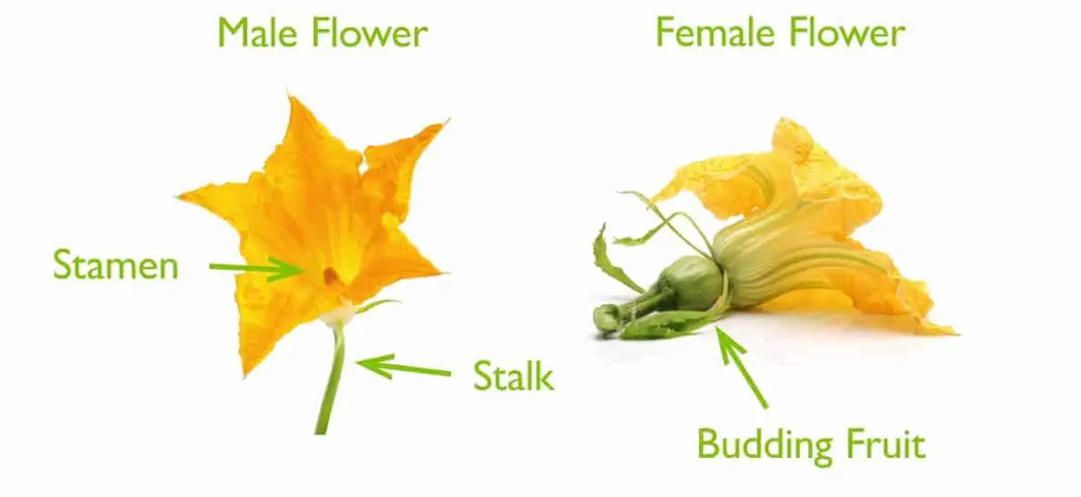 Male Flower and Female Flower