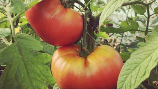 How to Ripen your Summer Crops before the Fall Frost