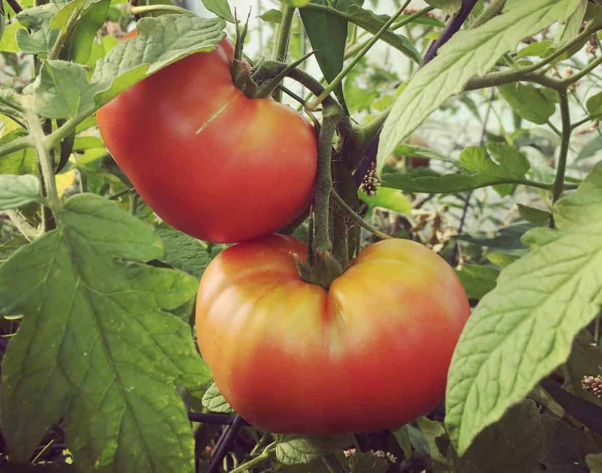 How to Ripen your Summer Crops before the Fall Frost