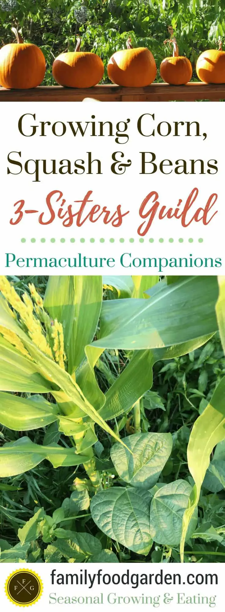 3 Sisters Guild: Growing Corn, Beans & Squash together