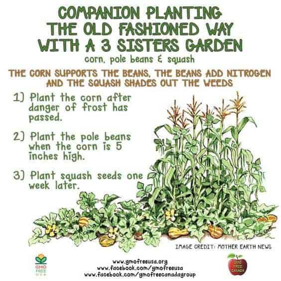 3 Sisters Guild: Growing Corn, Beans & Squash together