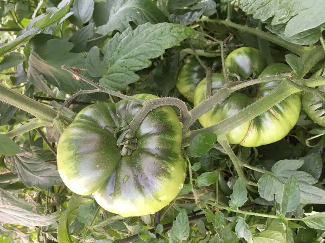 Black Krim Tomatoes before ripening