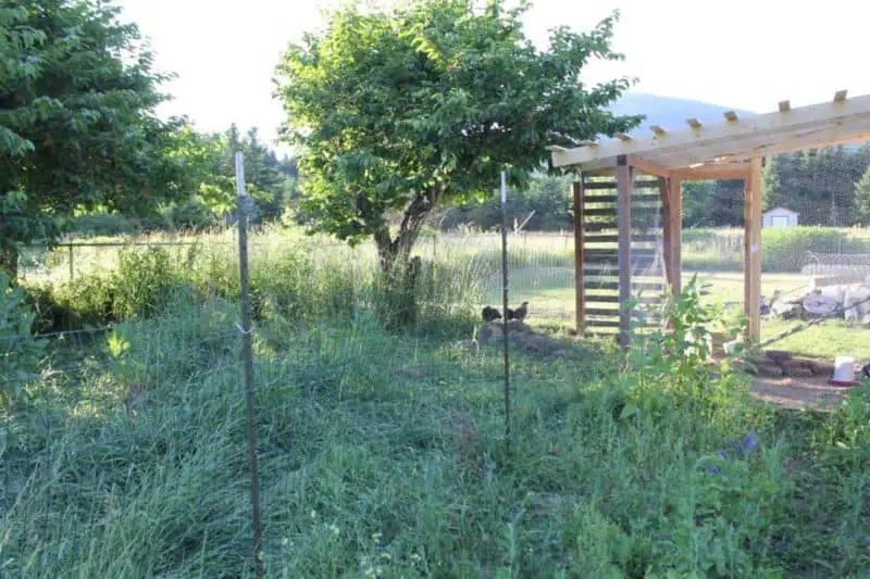 Permaculture Rotational Chicken Runs around your Garden