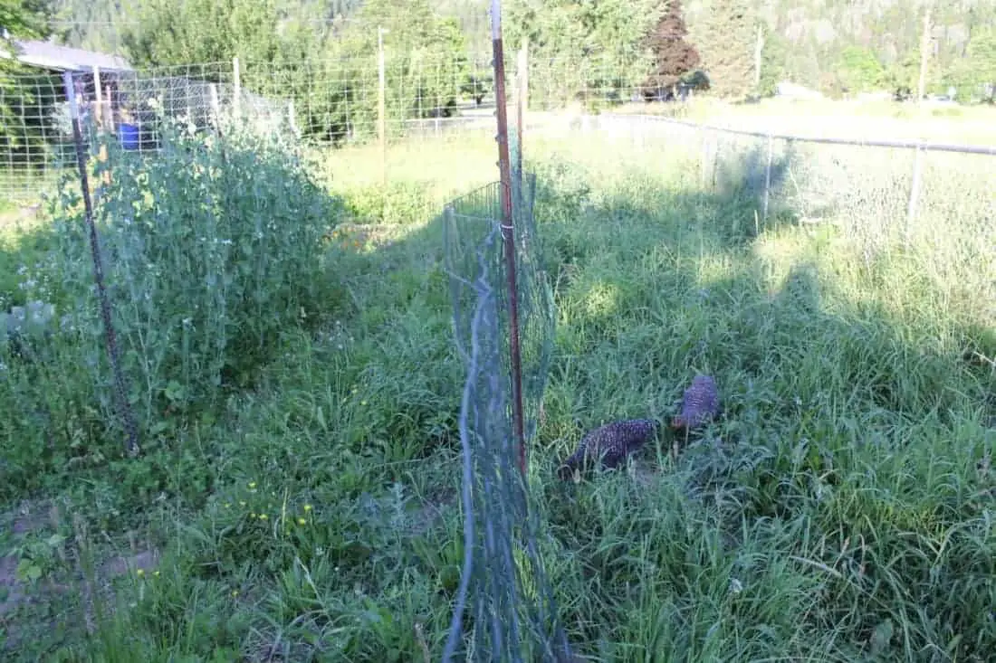 Permaculture Rotational Chicken Runs around your Garden