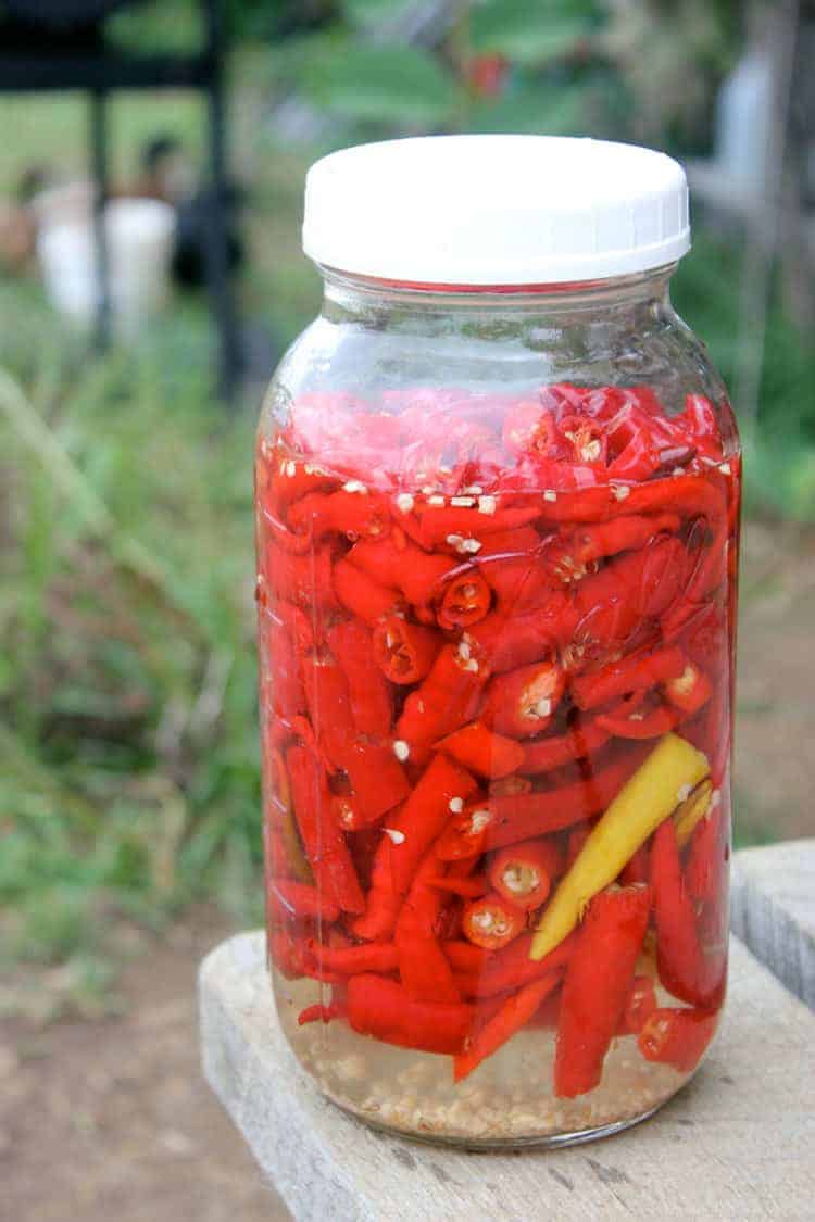 Fermented Hot Sauce using Cayenne Peppers Recipe