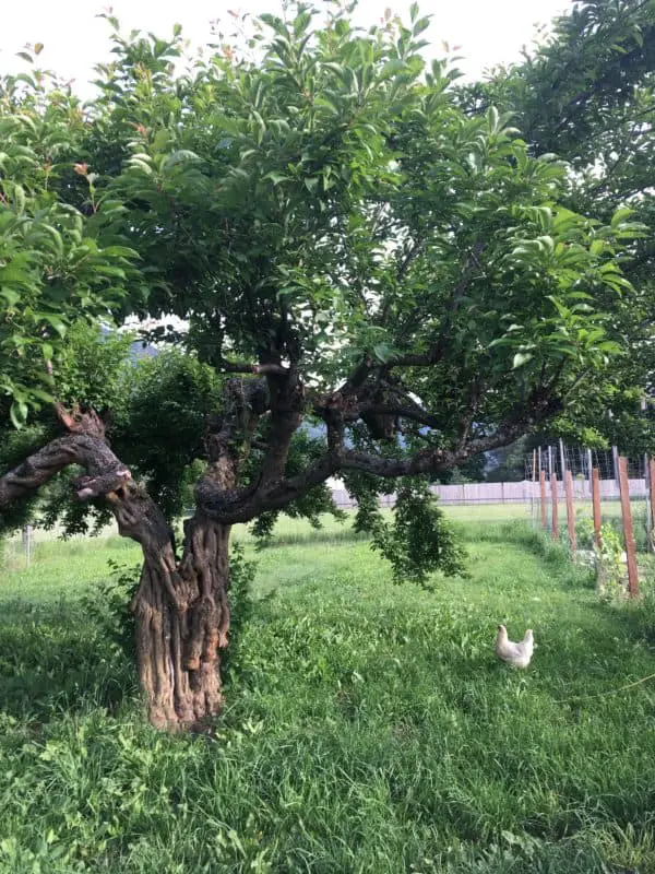 Permaculture rotational chicken runs around your garden benefits