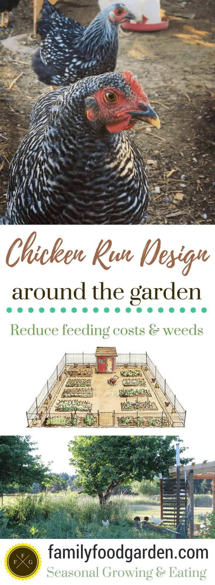 Gardening with Chickens