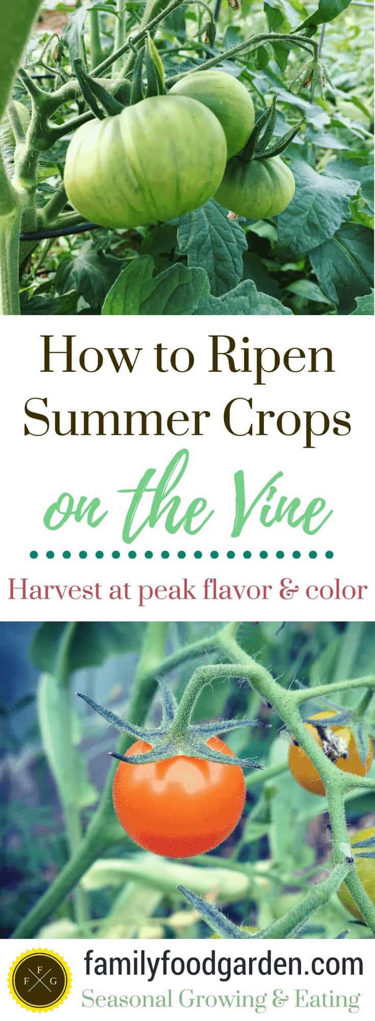 How to get Summer Crops to Color and Ripen on the Vine