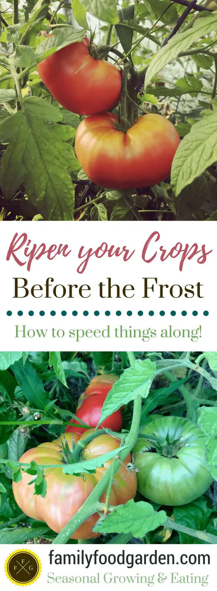 How to Ripen your Summer Crops before the Fall Frost