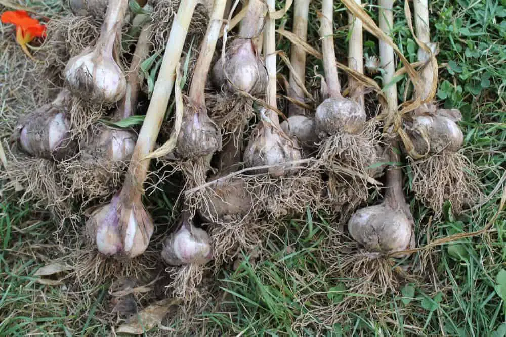 Growing garlic in your permaculture herb garden