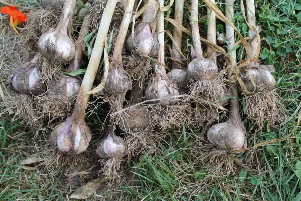 When to Harvest and How to Cure your Garlic