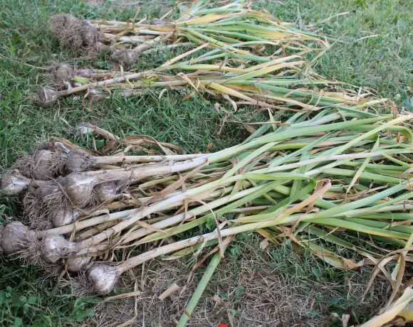 When to Harvest and How to Cure your Garlic