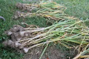When to Harvest and How to Cure your Garlic