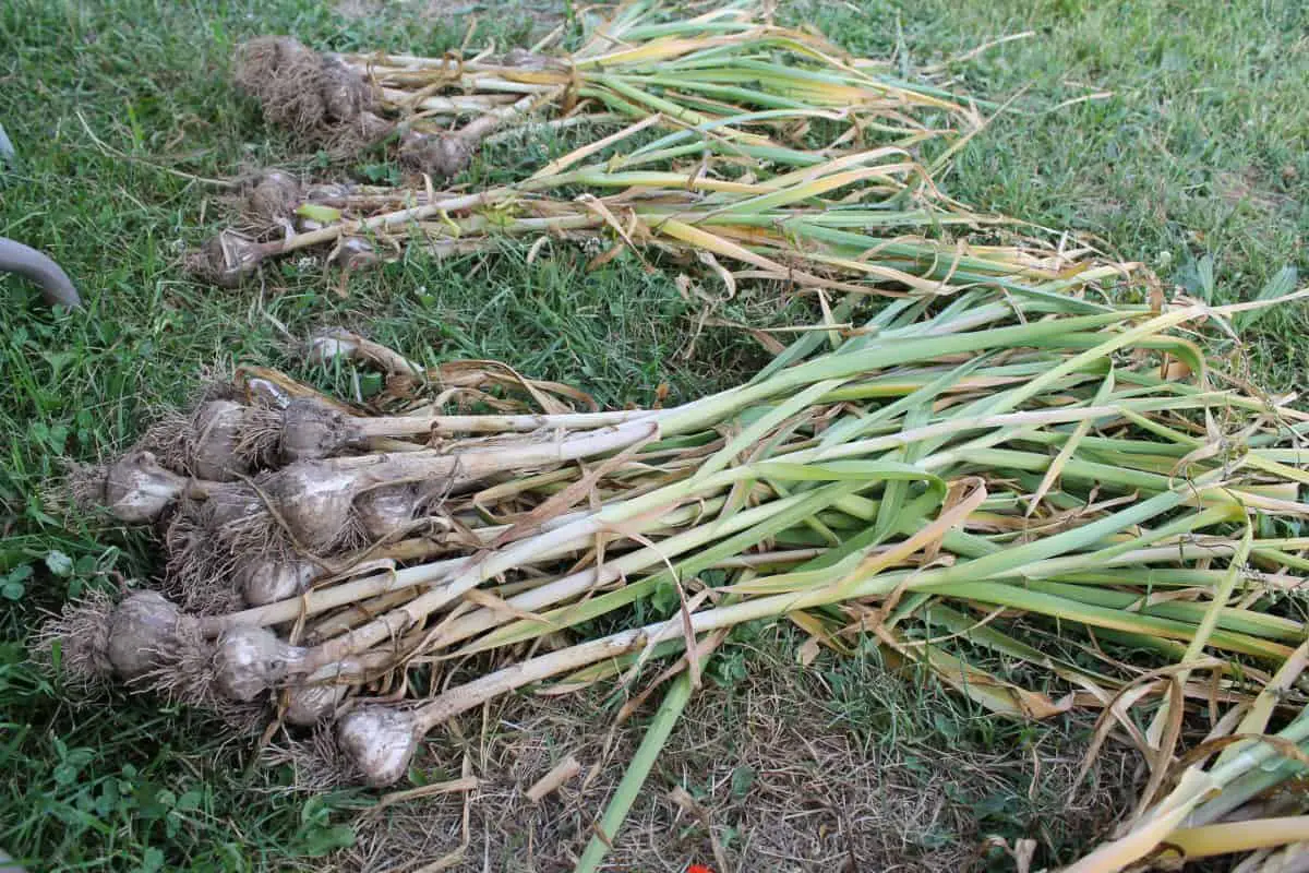 When to Harvest and How to Cure your Garlic