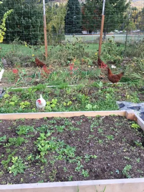 4th chicken run design is inside the garden (they can scratch up the leftover weeds and bugs)