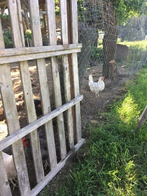 Have all your chicken runs close to the chicken coop