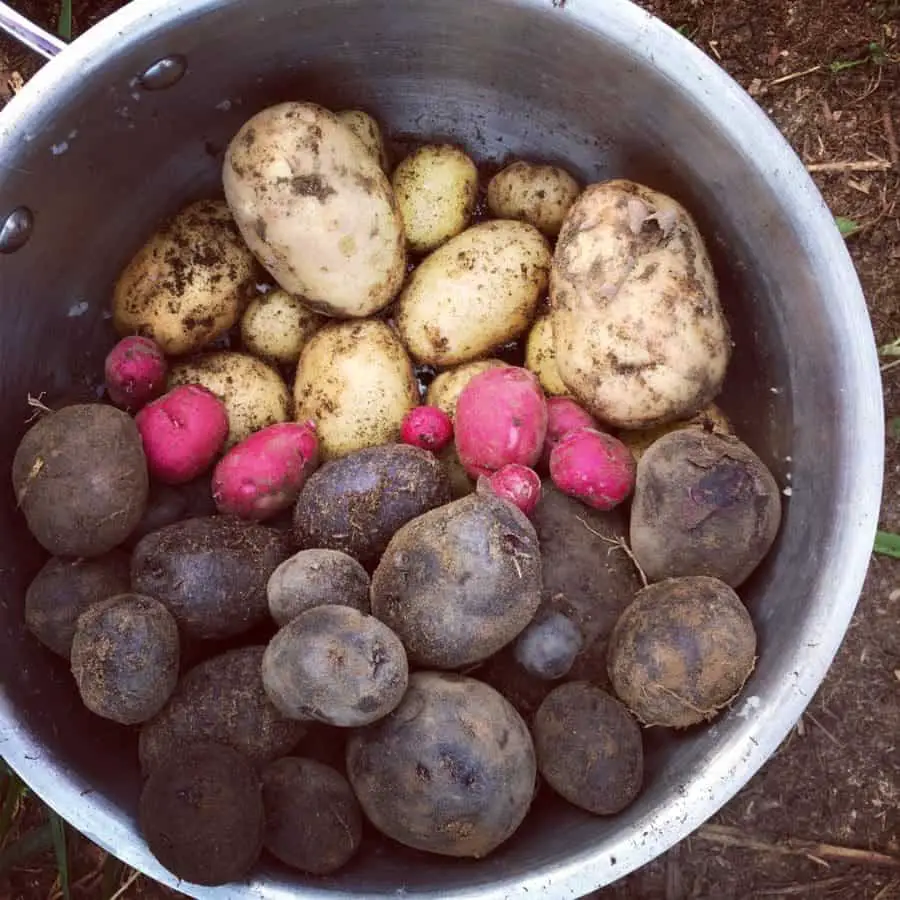 Grow fun pink & purple potatoes #grow #potatoes 