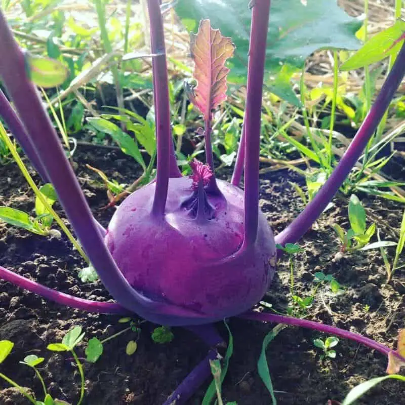 Gorgeous purple vegetable varieties