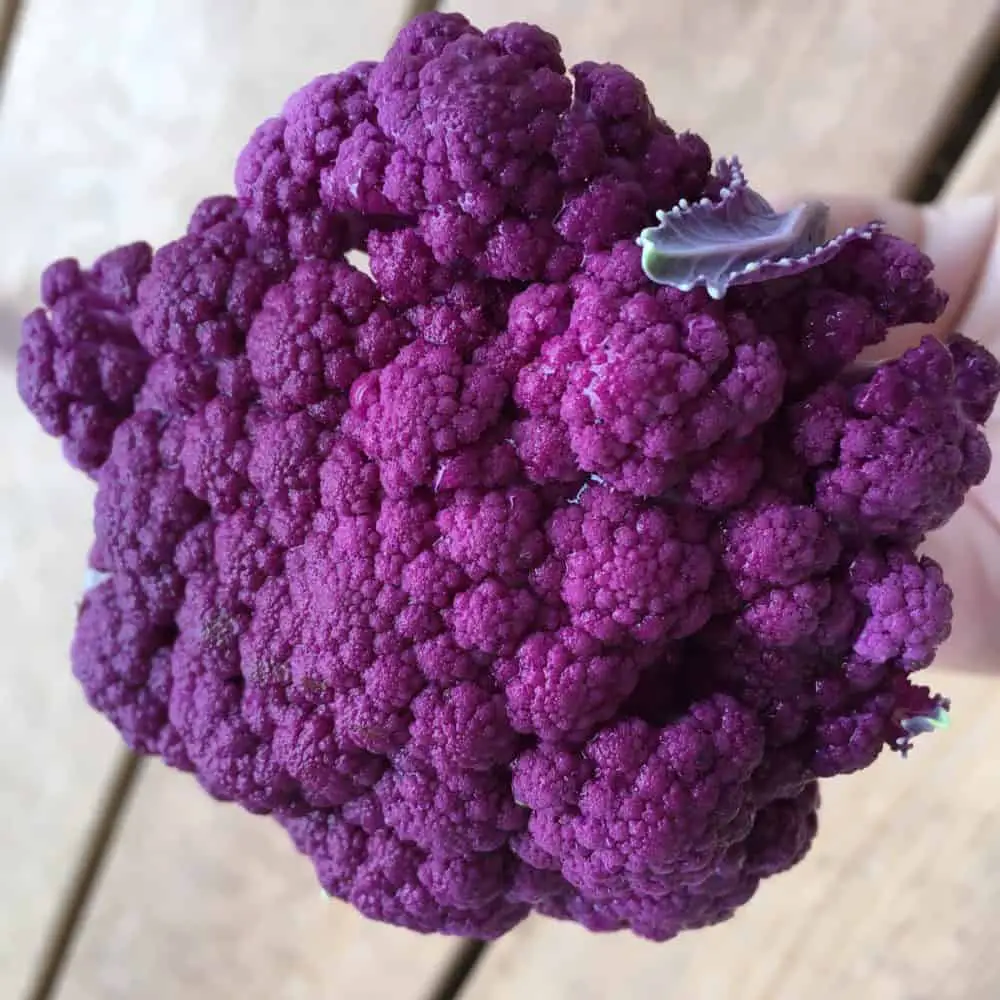 Grow Purple Cauliflower!